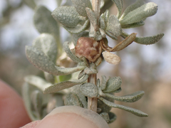 Asphondylia atriplicis