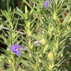 Aptosimum albomarginatum