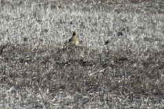 Oreopholus ruficollis