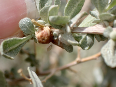 Asphondylia atriplicis