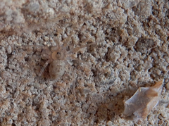 Oecobius cellariorum