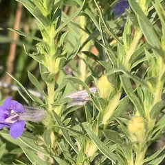 Aptosimum albomarginatum