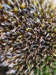 Grimmia tergestina