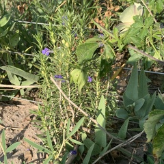 Aptosimum albomarginatum