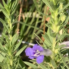 Aptosimum albomarginatum
