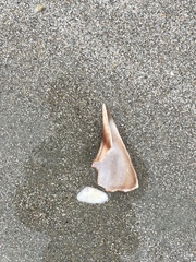 Sinistrofulgur sinistrum