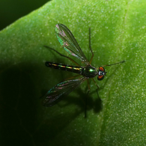 Bickle Insect Genus Bickeliolus · iNaturalist