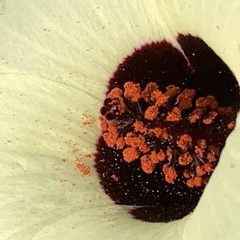 Hibiscus caesius