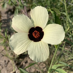Hibiscus caesius