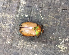 Anoplognathus olivieri