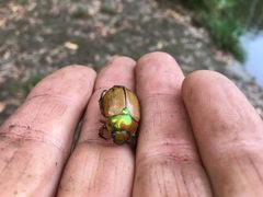 Anoplognathus olivieri