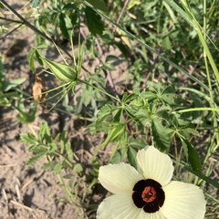 Hibiscus caesius