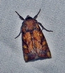 Papaipema impecuniosa