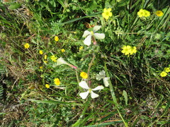 Raphanus raphanistrum