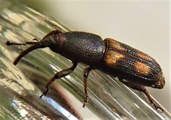 Diocalandra frumenti