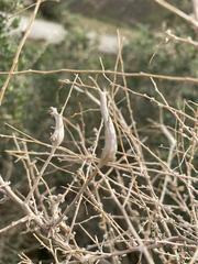 Neolasioptera willistoni