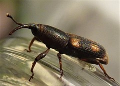 Diocalandra frumenti