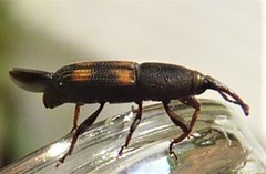 Diocalandra frumenti