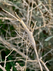 Neolasioptera willistoni