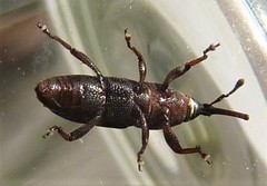 Diocalandra frumenti