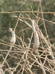 Neolasioptera willistoni