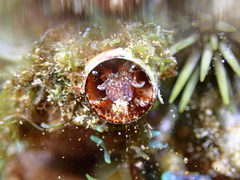 Thylacodes variabilis