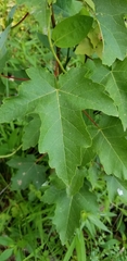 Acer rubrum drummondii