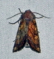 Papaipema impecuniosa