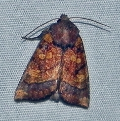 Papaipema impecuniosa