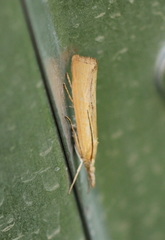Pediasia luteella