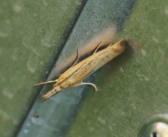 Pediasia luteella