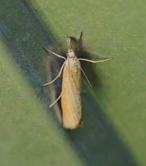 Pediasia luteella