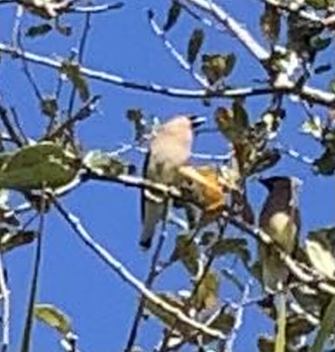 Bombycillidae image