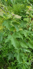 Acer rubrum drummondii