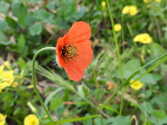 Papaver pinnatifidum