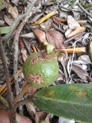 Psidium guineense
