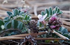 Astragalus cobrensis