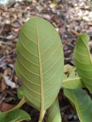 Psidium guineense