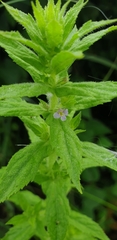 Epilobium adenocaulon