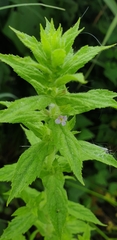 Epilobium adenocaulon