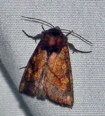 Papaipema impecuniosa