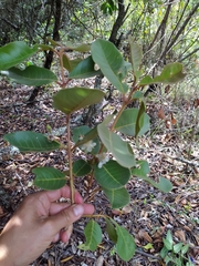 Psidium guineense