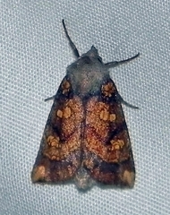 Papaipema impecuniosa