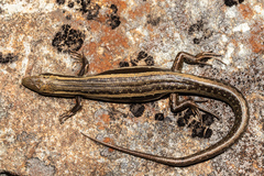 Oligosoma kahurangi