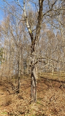 Torminalis glaberrima