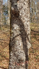 Torminalis glaberrima