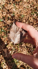 Torminalis glaberrima