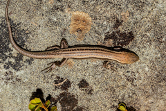 Oligosoma kahurangi