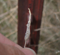 Neolasioptera willistoni