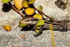Oligosoma kahurangi